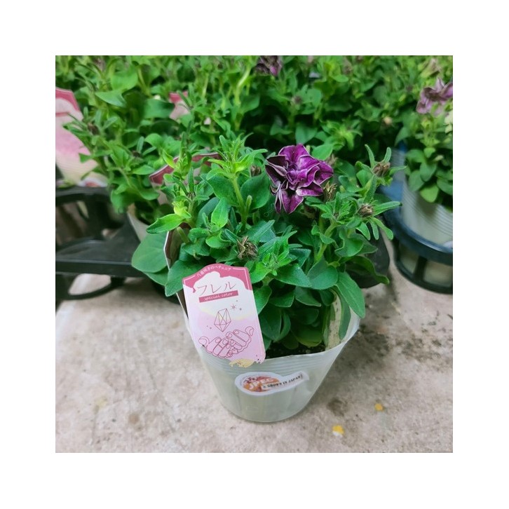 Petunia Double - Special Color (Japan)