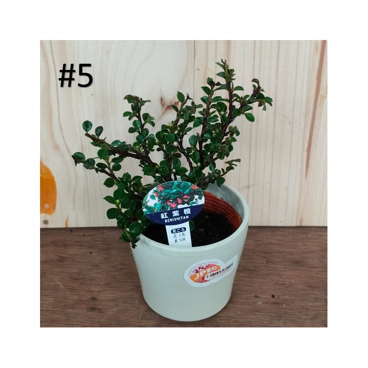 Small bonsai for hobbyist (Japan)