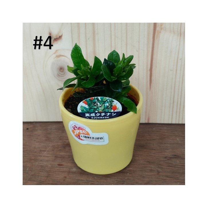 Small bonsai for hobbyist (Japan)