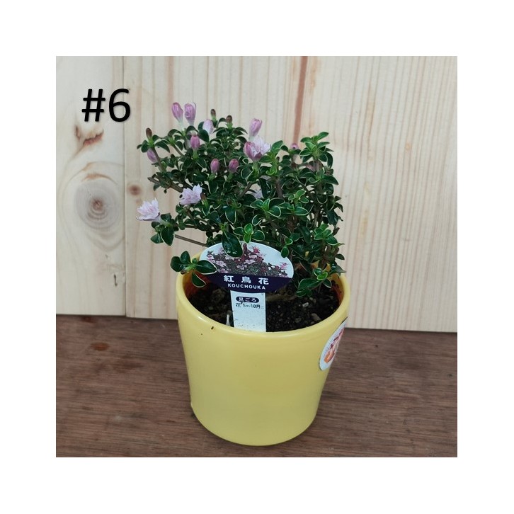 Small bonsai for hobbyist (Japan)