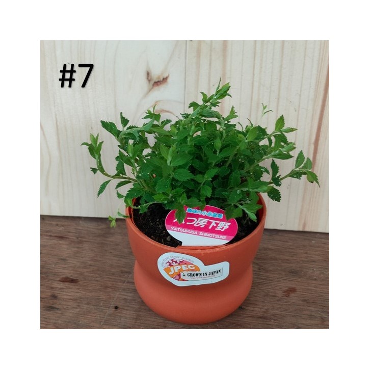 Small bonsai for hobbyist (Japan)