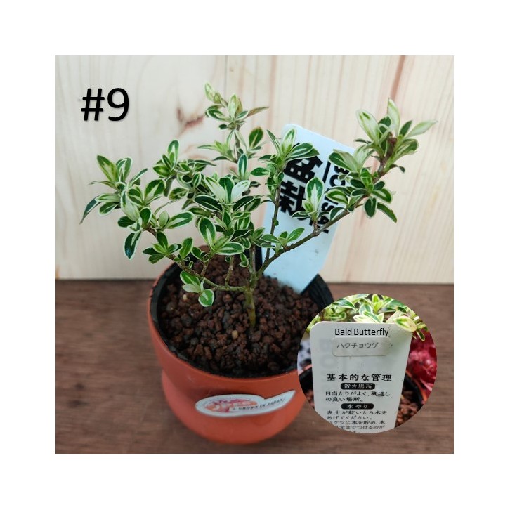 Small bonsai for hobbyist (Japan)