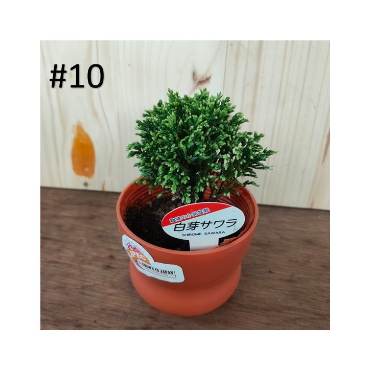 Small bonsai for hobbyist (Japan)