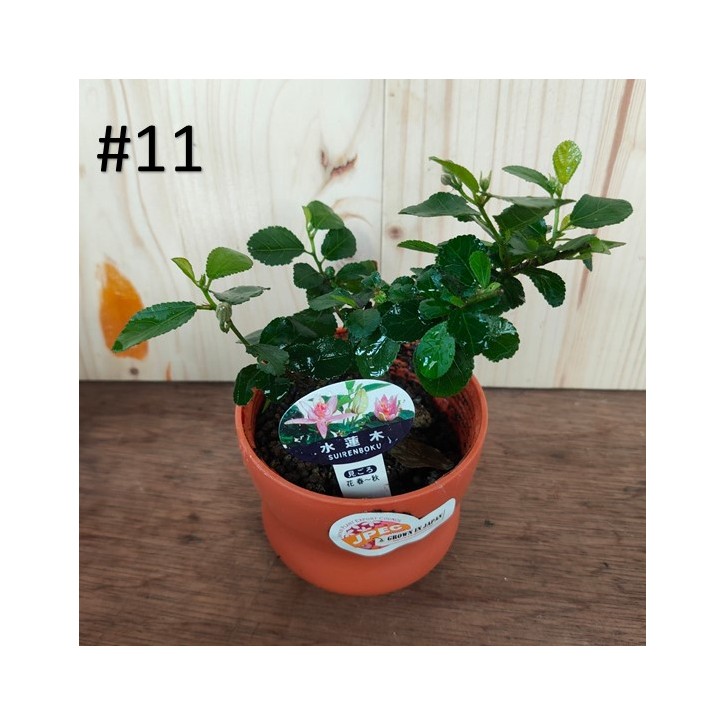 Small bonsai for hobbyist (Japan)