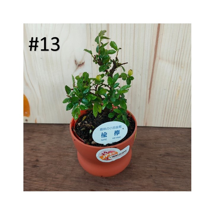 Small bonsai for hobbyist (Japan)