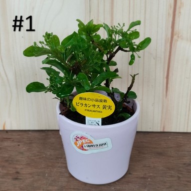Small bonsai for hobbyist (Japan)