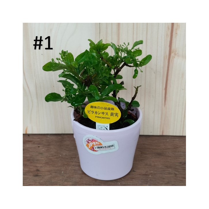 Small bonsai for hobbyist (Japan)