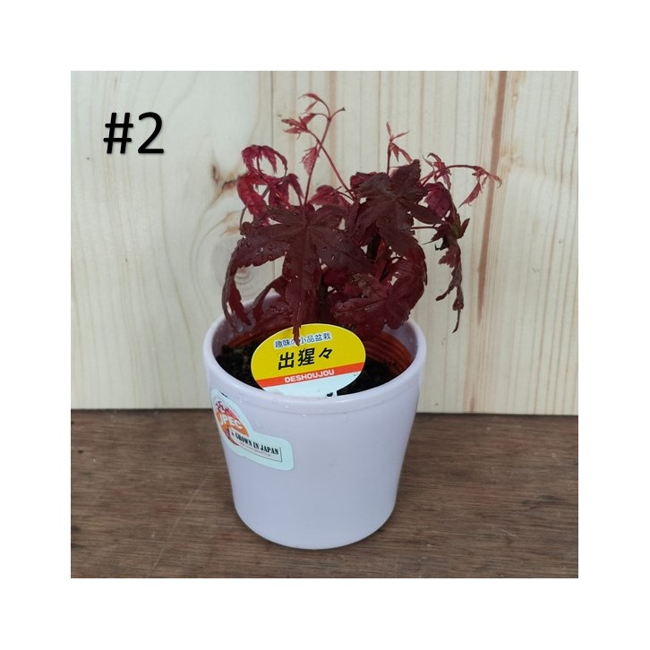 Small bonsai for hobbyist (Japan)