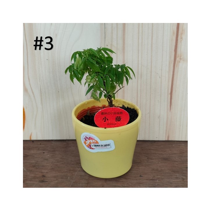 Small bonsai for hobbyist (Japan)