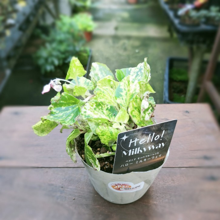 Begonia Milkyway (Japan)