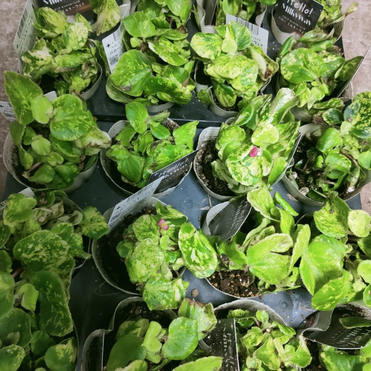 Begonia Milkyway (Japan)