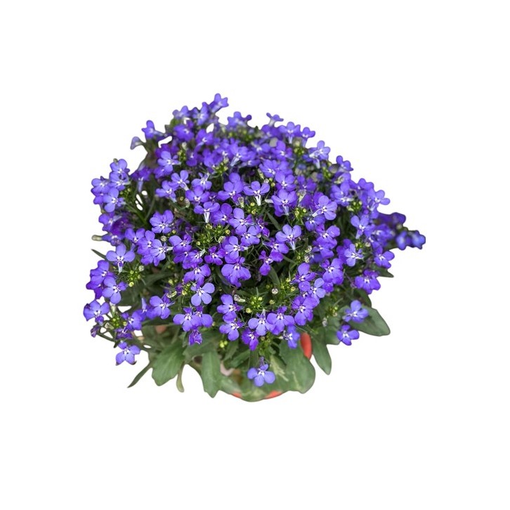Lobelia