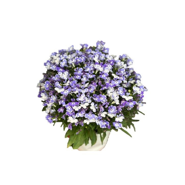Lobelia