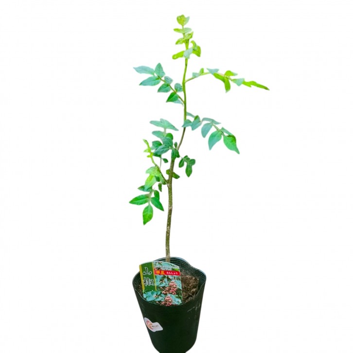 Szechuan Pepper 花椒 (Zanthoxylum simulans)