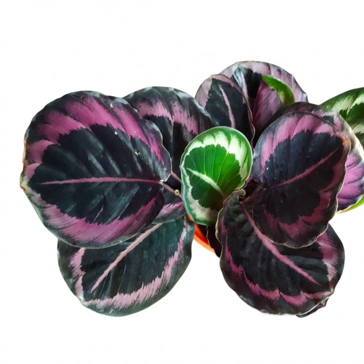 Calathea Princess Jessie