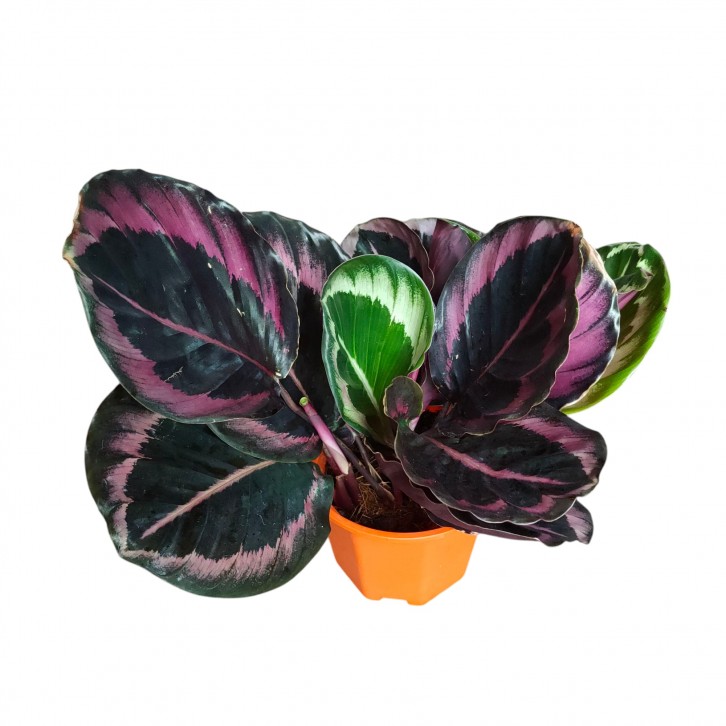 Calathea Princess Jessie