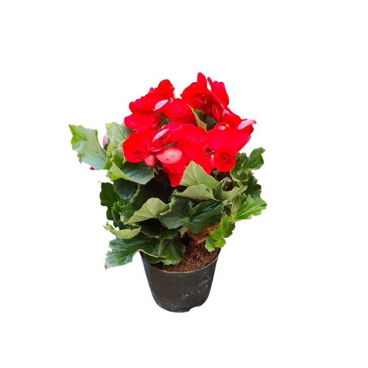 Begonia Rose