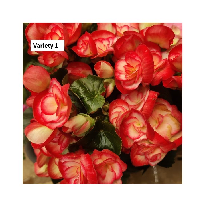 Begonia Rose