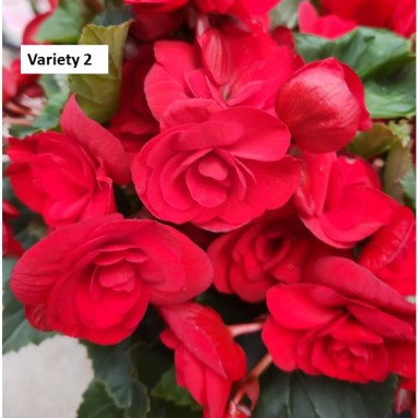 Begonia Rose