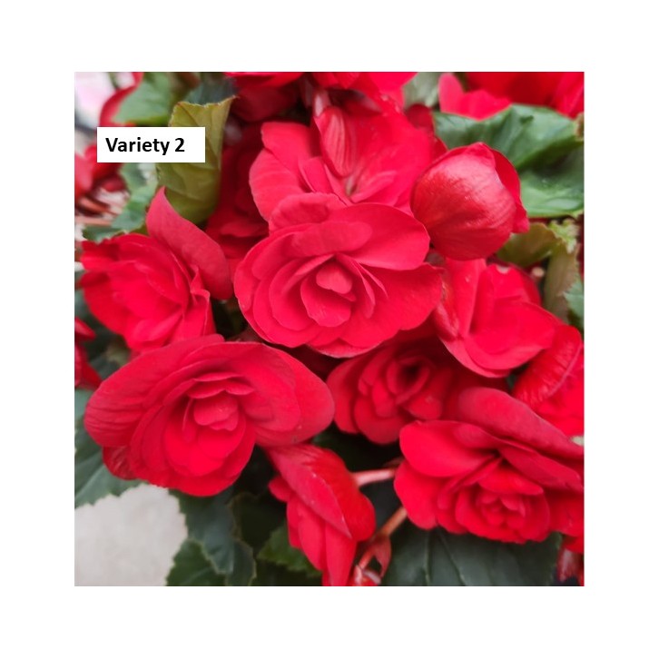 Begonia Rose
