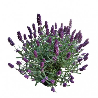 Lavender Plant 薰衣草