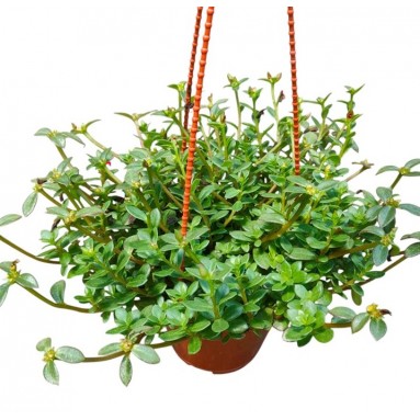 Portulaca Oleracea Green (Japanese Rose)