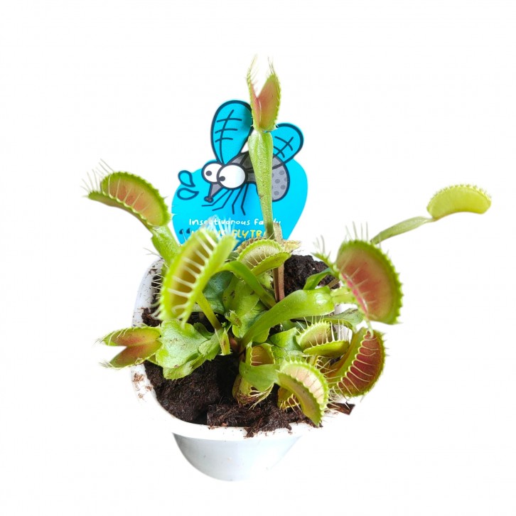 Dionaea Muscipula (Venus Flytrap)