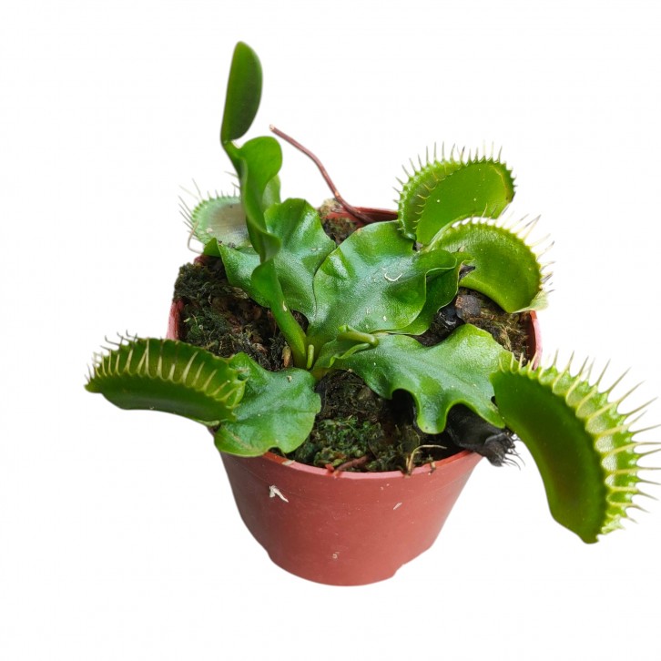 Dionaea Muscipula (Venus Flytrap)