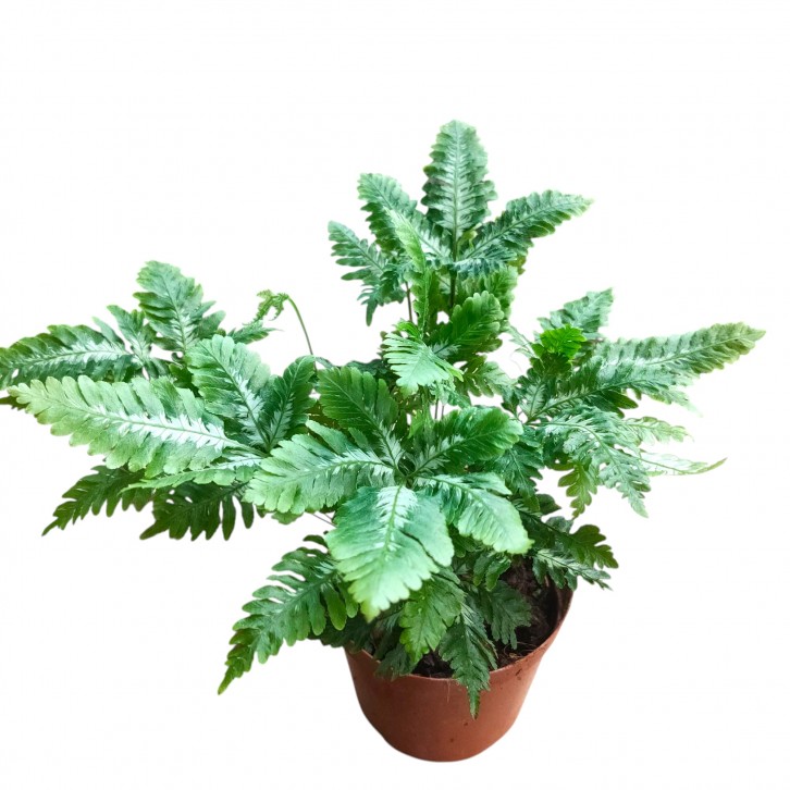 Pteris argyaea (Silver Brake Fern)