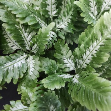 Pteris argyaea (Silver Brake Fern)