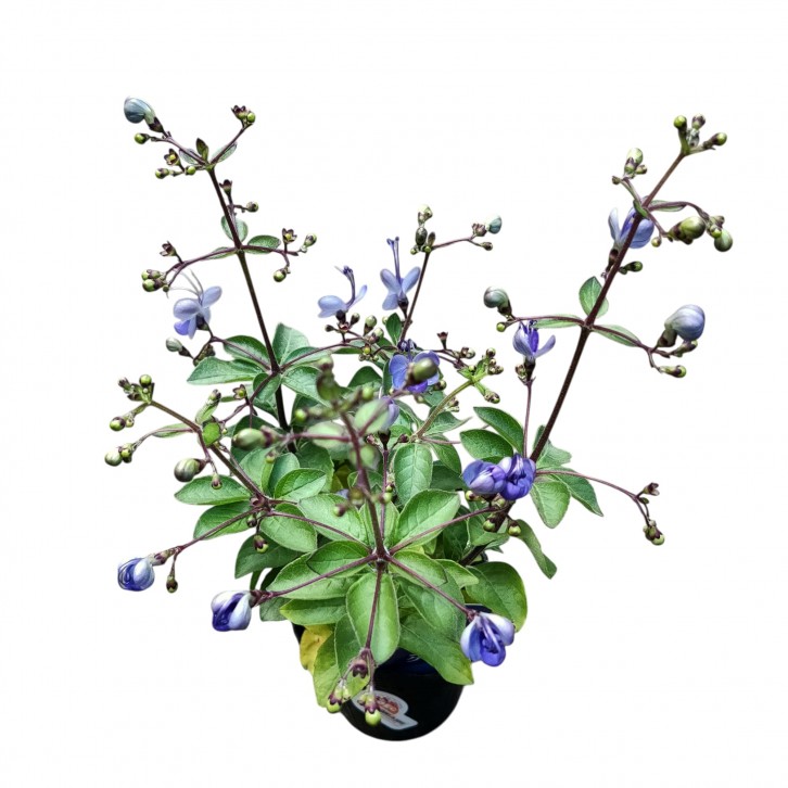 Rotheca myricoides (Japan)