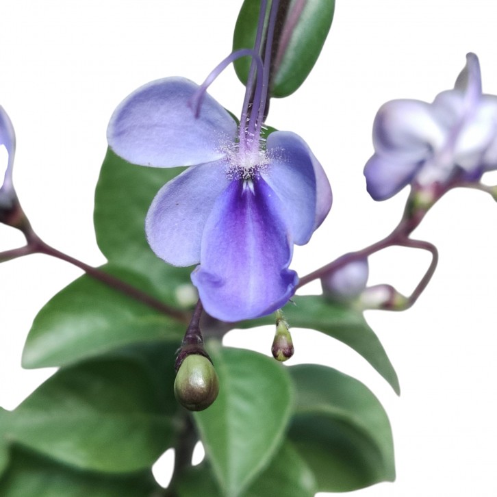 Rotheca myricoides (Japan)