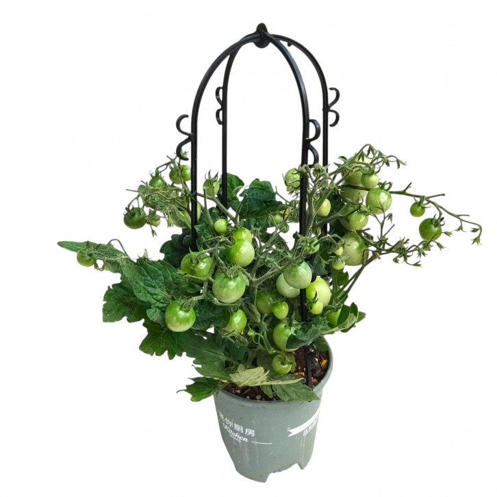 Cherry Tomato Plant (Solanum lycopersicum)