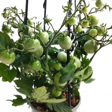 Cherry Tomato Plant (Solanum lycopersicum)