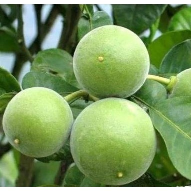 Citrus grandis tomentosa 化橘红