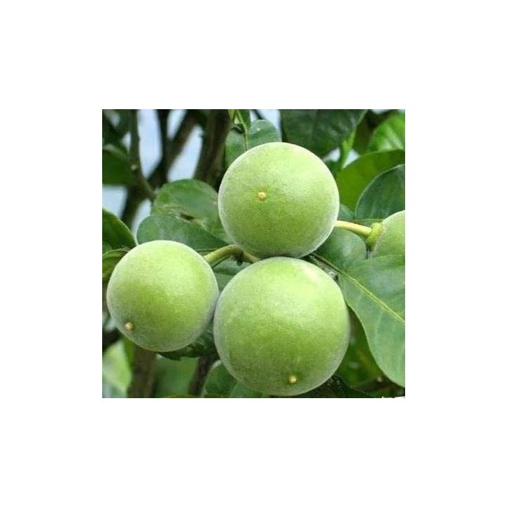 Citrus grandis tomentosa 化橘红