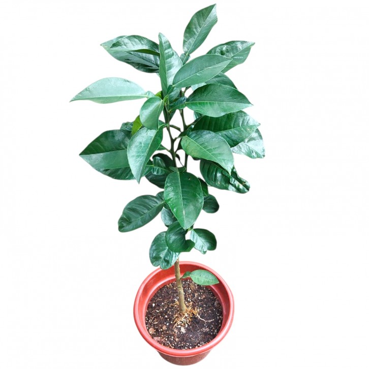 Citrus grandis tomentosa 化橘红