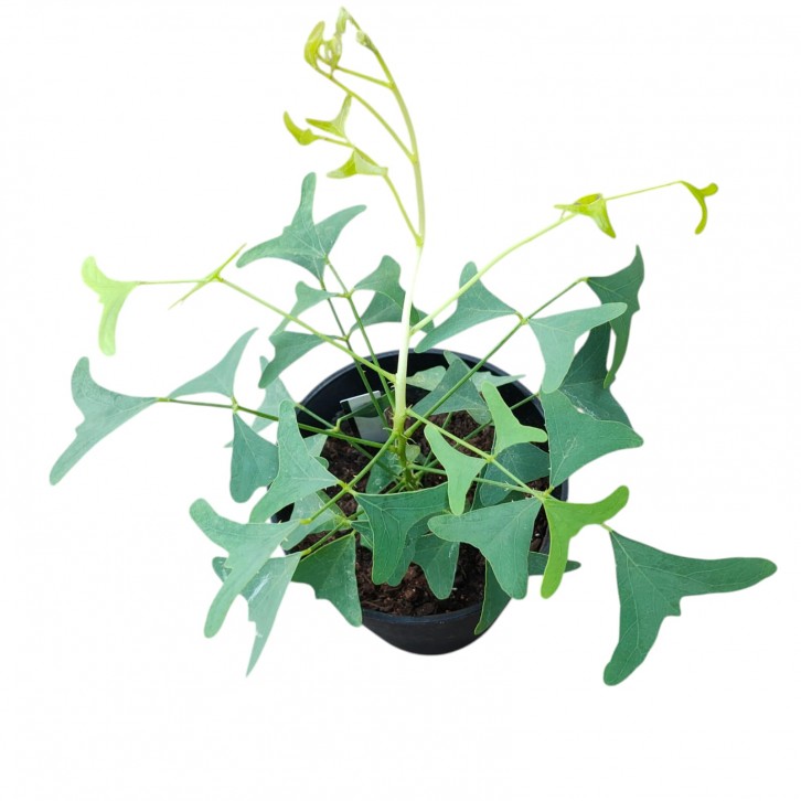 Erythrina vespertilio