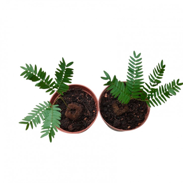 Everfresh Tree エバーフレッシュ (Pithecellobium Confertum) JAPAN