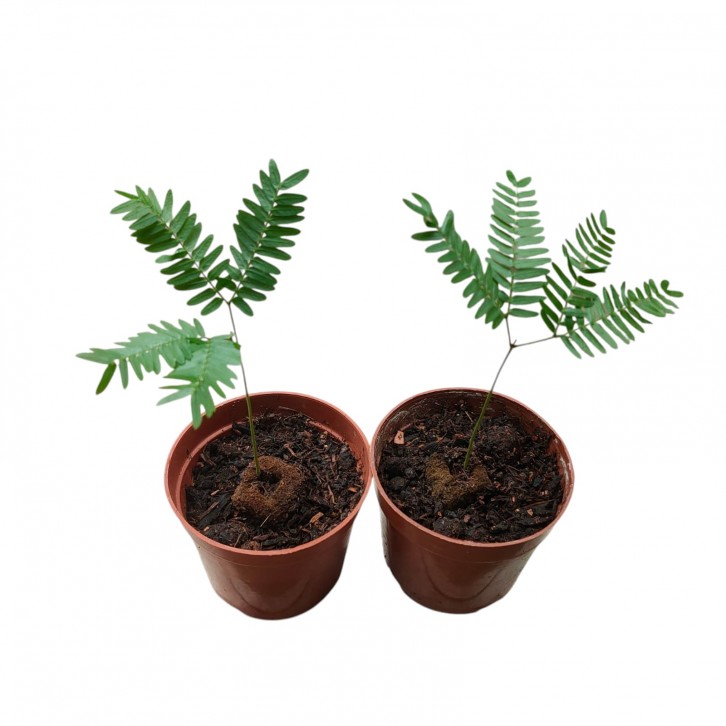 Everfresh Tree エバーフレッシュ (Pithecellobium Confertum) JAPAN