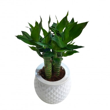 Lucky Bamboo (Dracaena Compacta) Hydro 4194