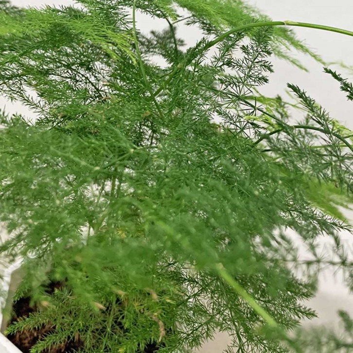 Asparagus Fern (Asparagus Setaceus) Hydro 4195