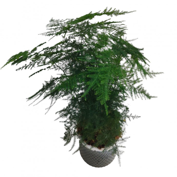 Asparagus Fern (Asparagus Setaceus) Hydro 4195