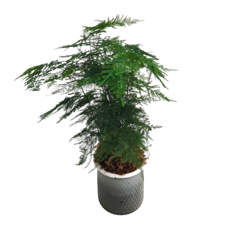 Asparagus Fern (Asparagus Setaceus) Hydro 4195