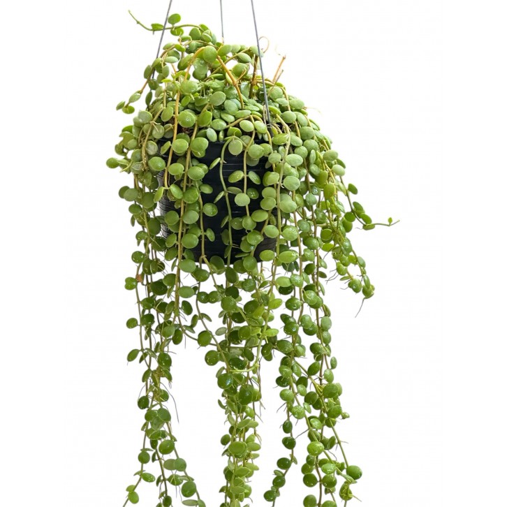 Dischidia Nummularia (String of Nickels)