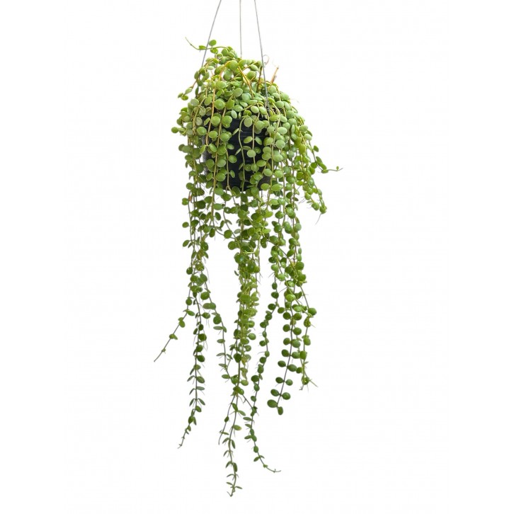 Dischidia Nummularia (String of Nickels)