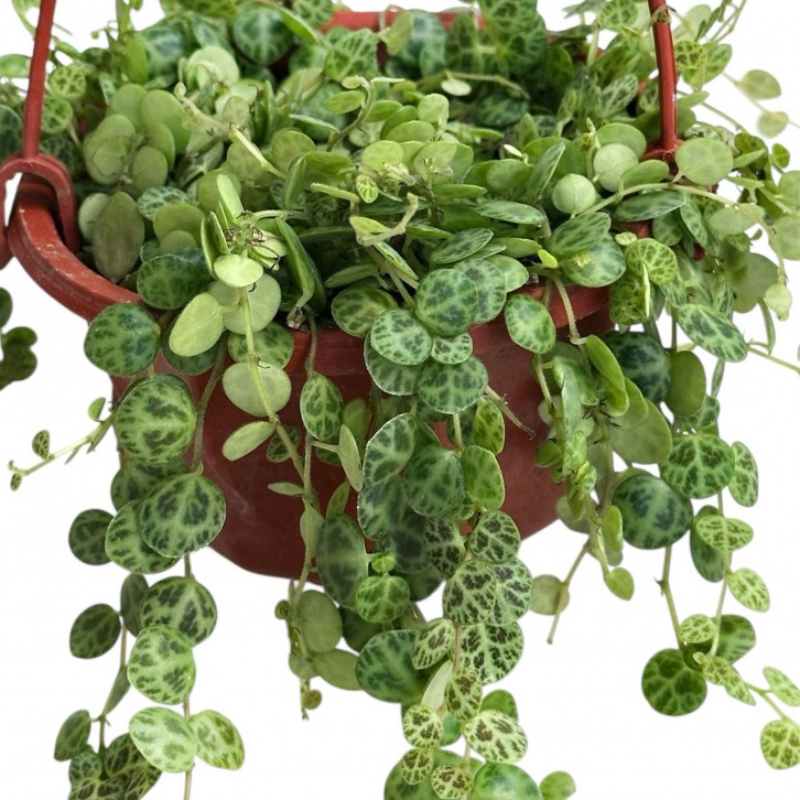 String of Turtle (Peperomia Prostrata)
