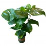 Monstera Deliciosa (Swiss Cheese Plant)