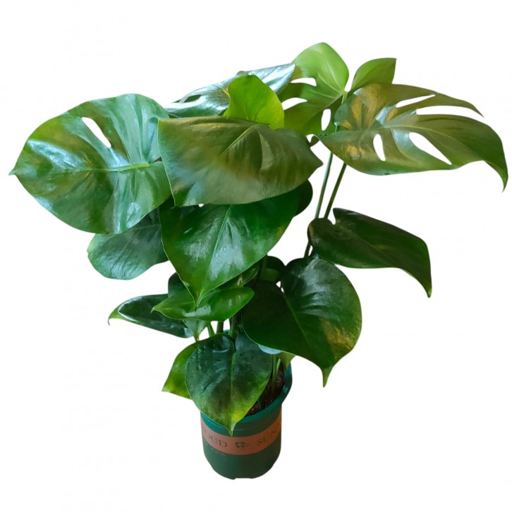 Monstera Deliciosa (Swiss Cheese Plant)