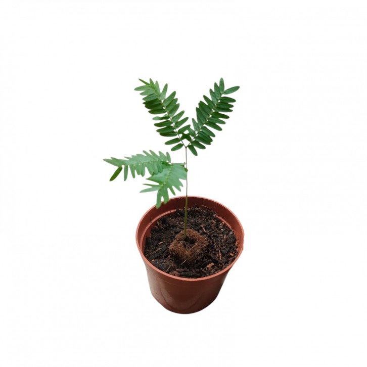 Everfresh Tree エバーフレッシュ (Pithecellobium Confertum) JAPAN